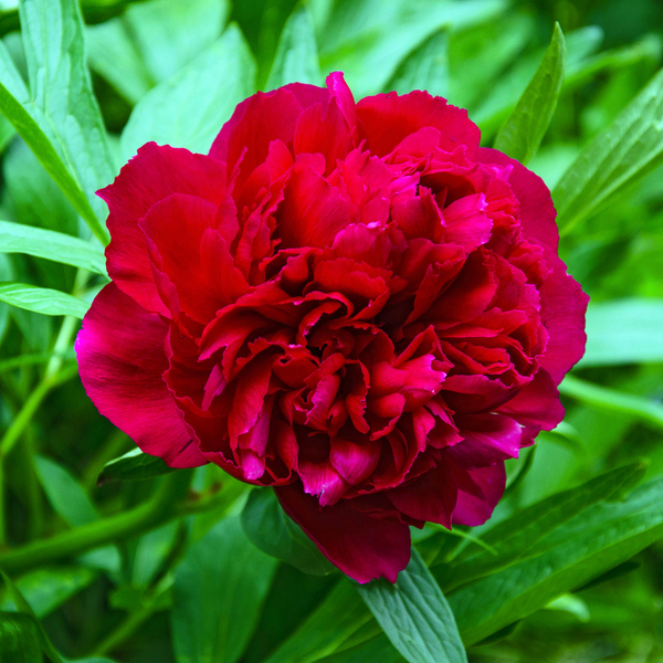 Flowers AvailableX Jo Smith Paeonies